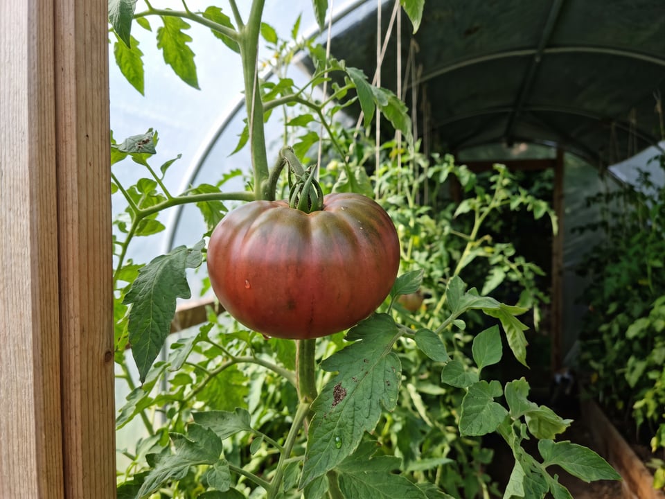 Paul Robeson tomatoes ripening on the vine under cover