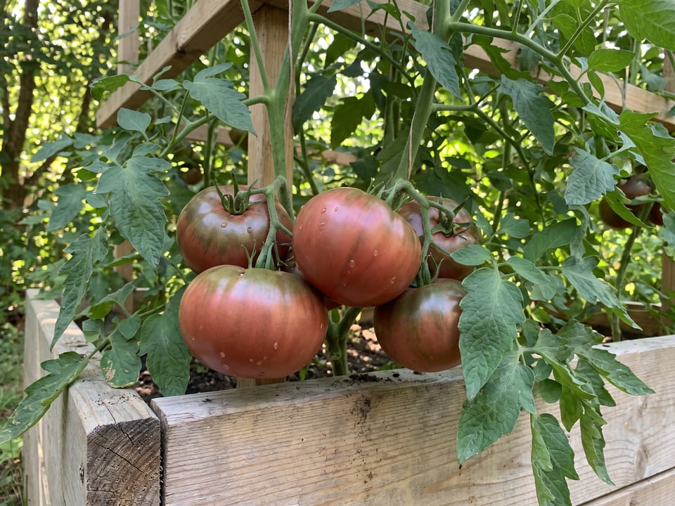 Paul Robeson tomato plant in a garden bed with ripe fruit on the vine