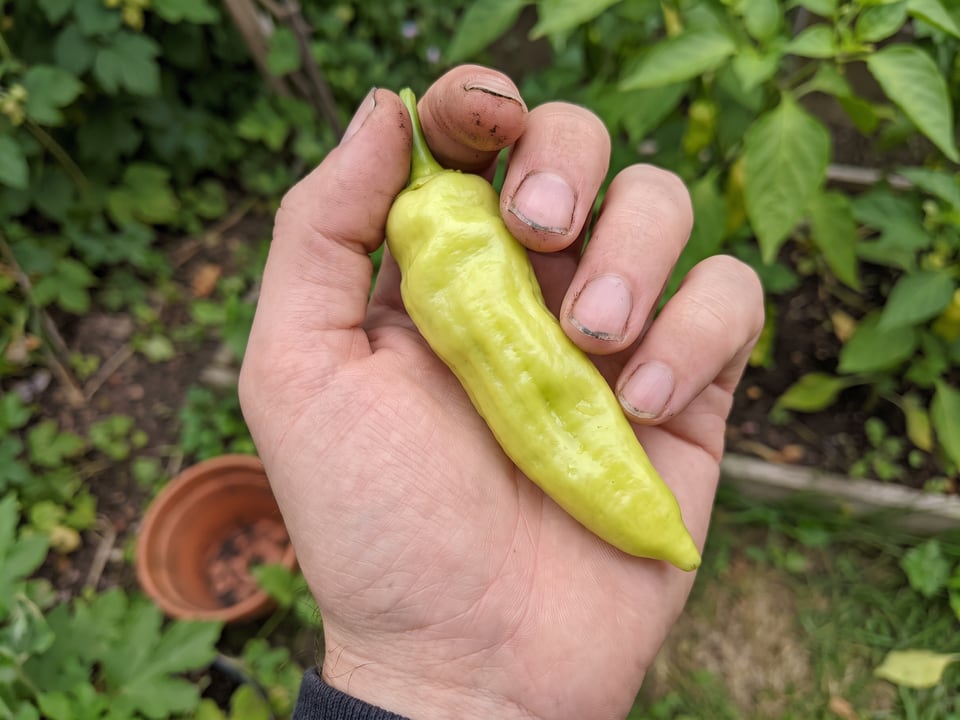 A ripe Pepperoncini pepper pod held in a gardener's hand