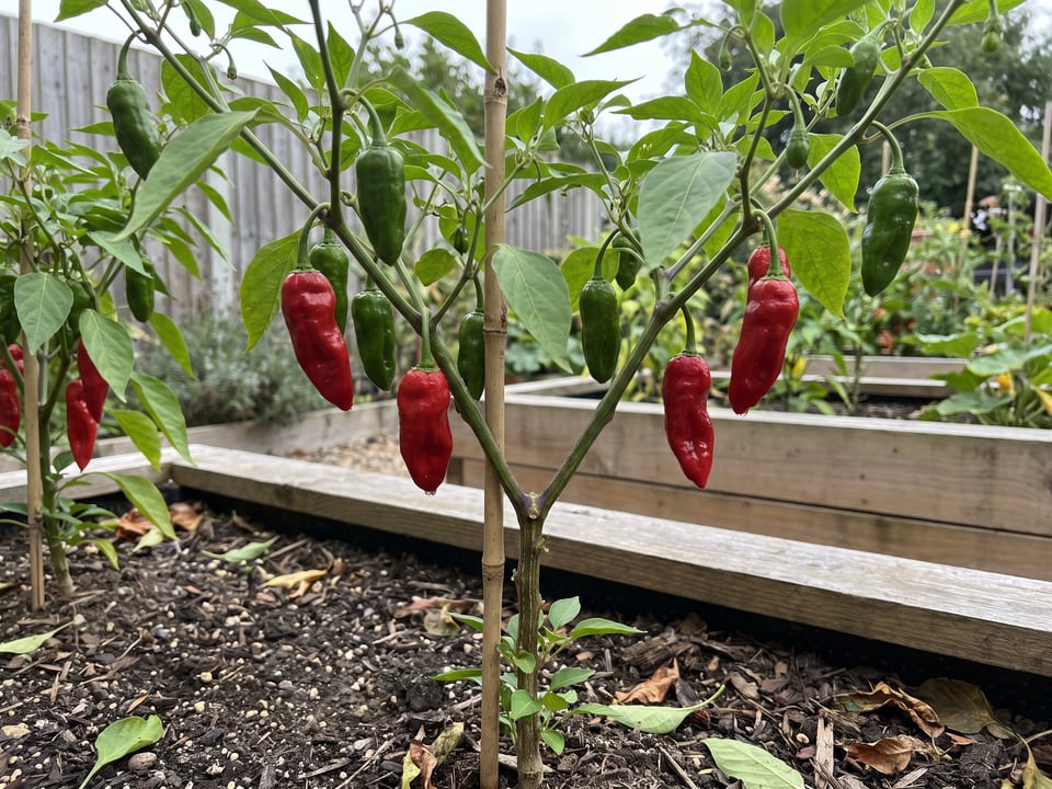Pepperoncini pepper plant with ripe pods