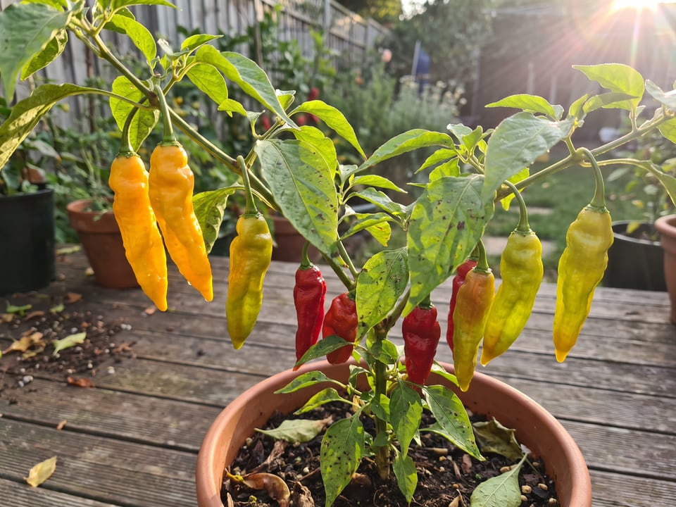 Ripe Pepperoncini pepper pods on the plant