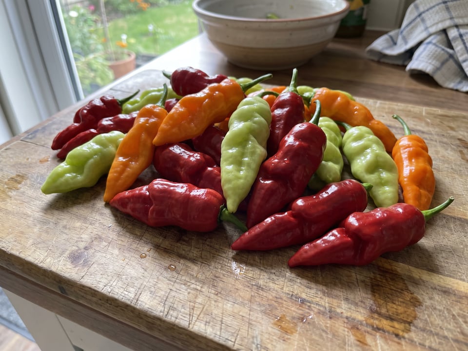 Freshly picked Peter peppers