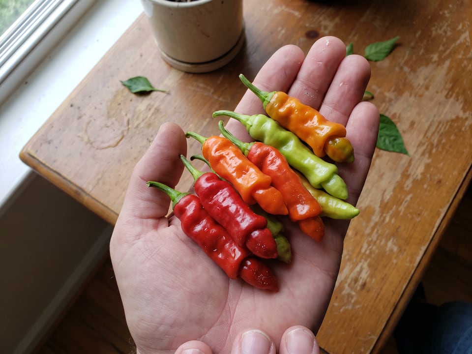 A ripe Peter pepper pod held in a gardener's hand