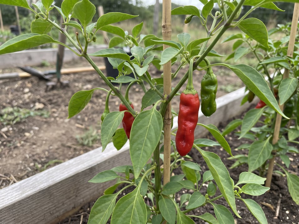 Peter pepper plant with ripe pods
