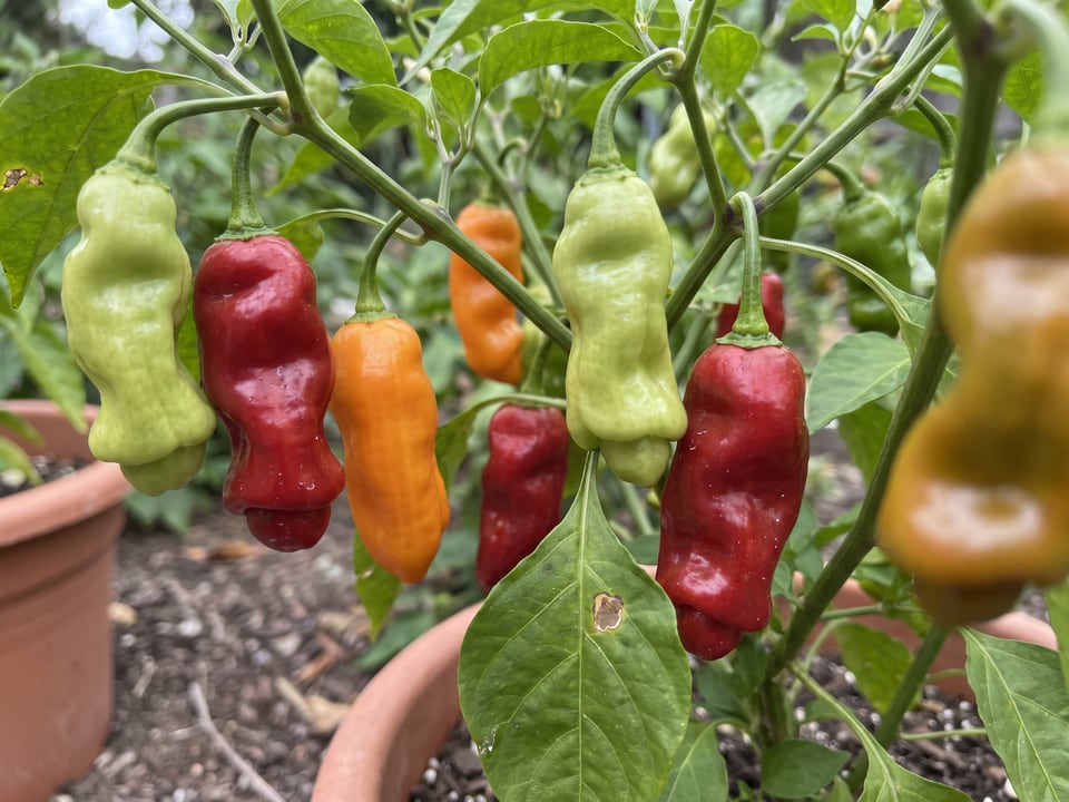 Ripe Peter pepper pods on the plant
