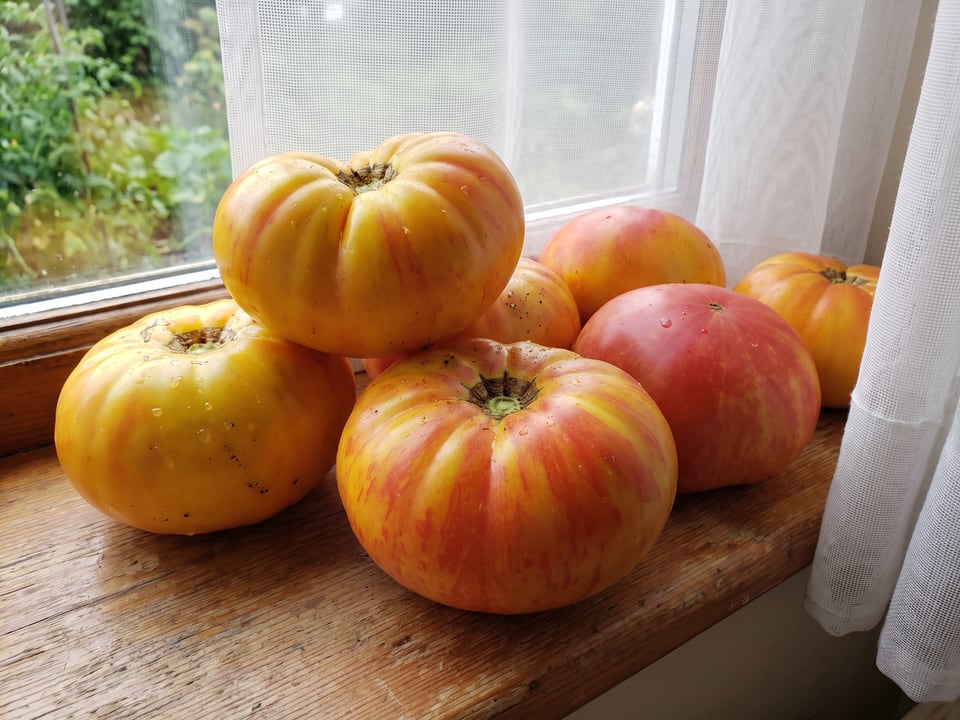 Freshly picked Pineapple tomatoes