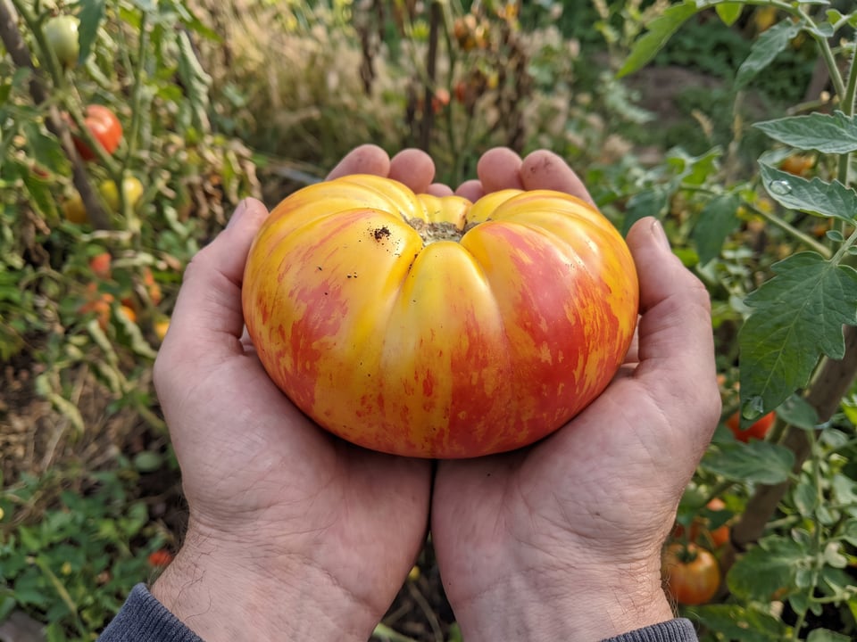 A ripe Pineapple tomato held in a gardener's hand