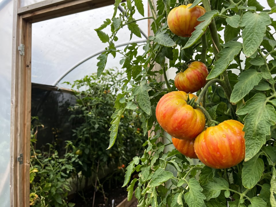 Pineapple tomatoes ripening on the vine under cover