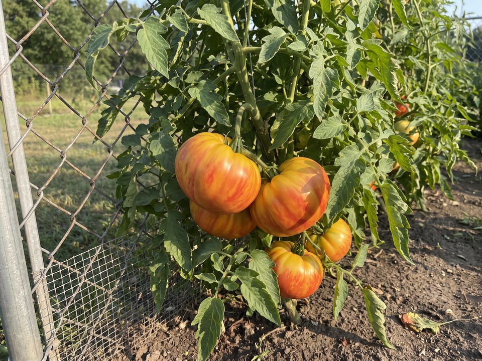 Pineapple tomato plant in a garden bed with ripe fruit on the vine