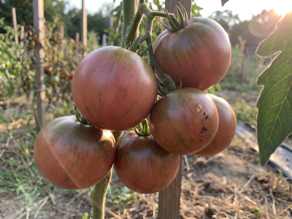 A truss of Pink Boar tomatoes