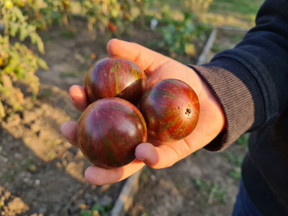 A ripe Pink Boar tomato held in a gardener's hand