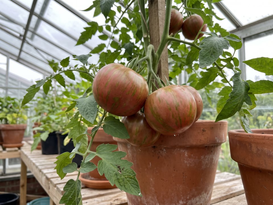 Pink Boar tomatoes ripening on the vine under cover