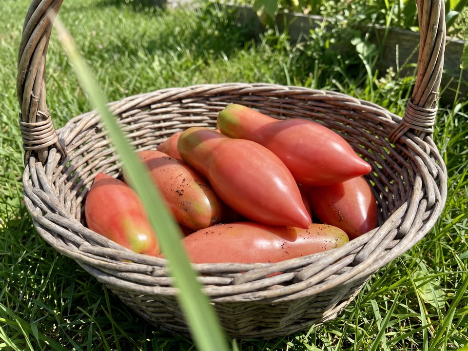 Freshly picked Pink Fang tomatoes