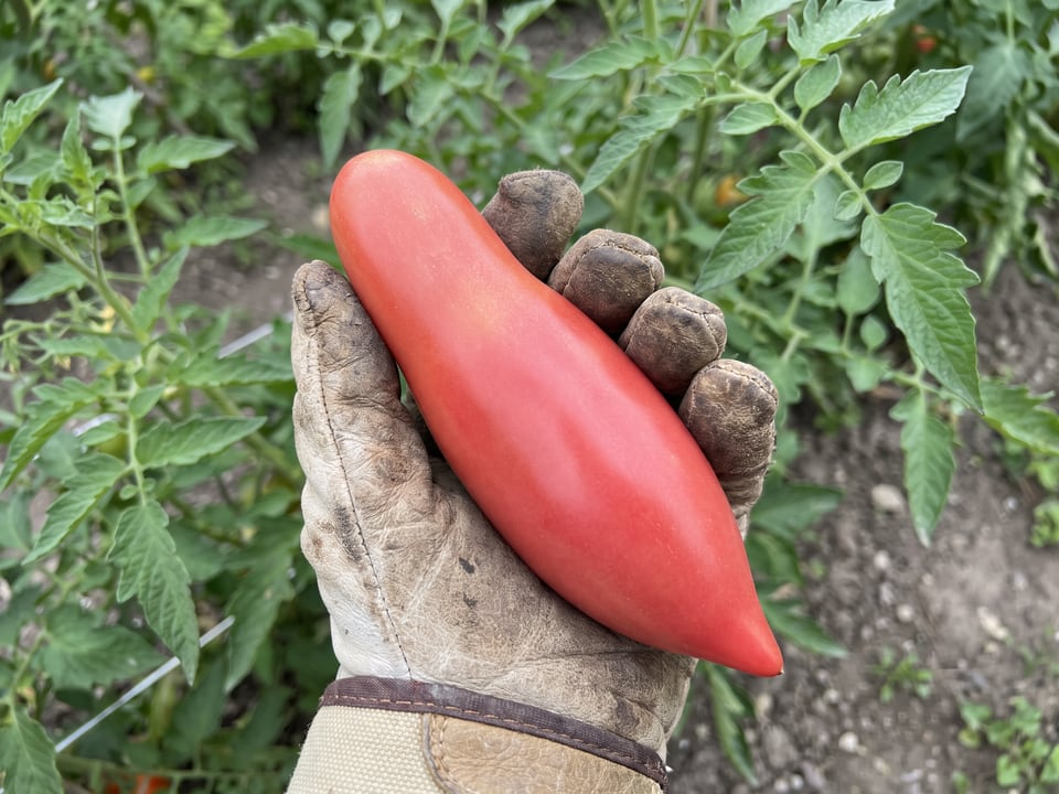 A ripe Pink Fang tomato held in a gardener's hand