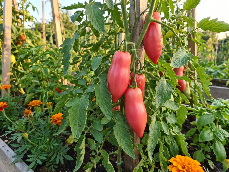 Pink Fang tomato plant in a garden bed with ripe fruit on the vine