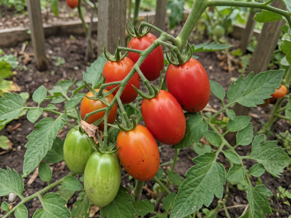 A truss of Plum Regal tomatoes