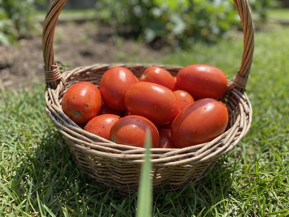 Freshly picked Plum Regal tomatoes