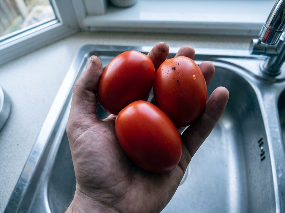 A ripe Plum Regal tomato held in a gardener's hand