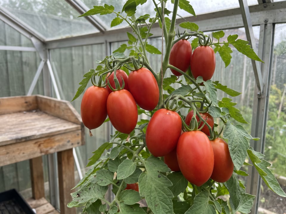 Plum Regal tomatoes ripening on the vine under cover