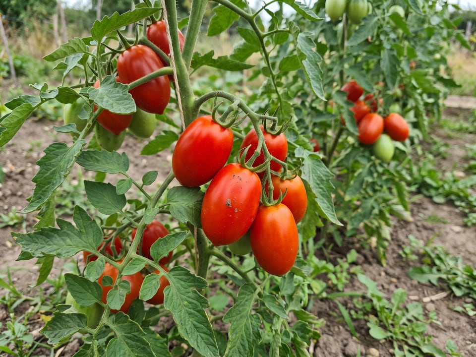 Plum Regal tomato plant in a garden bed with ripe fruit on the vine