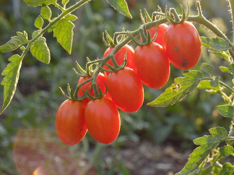 A truss of Principe Borghese tomatoes