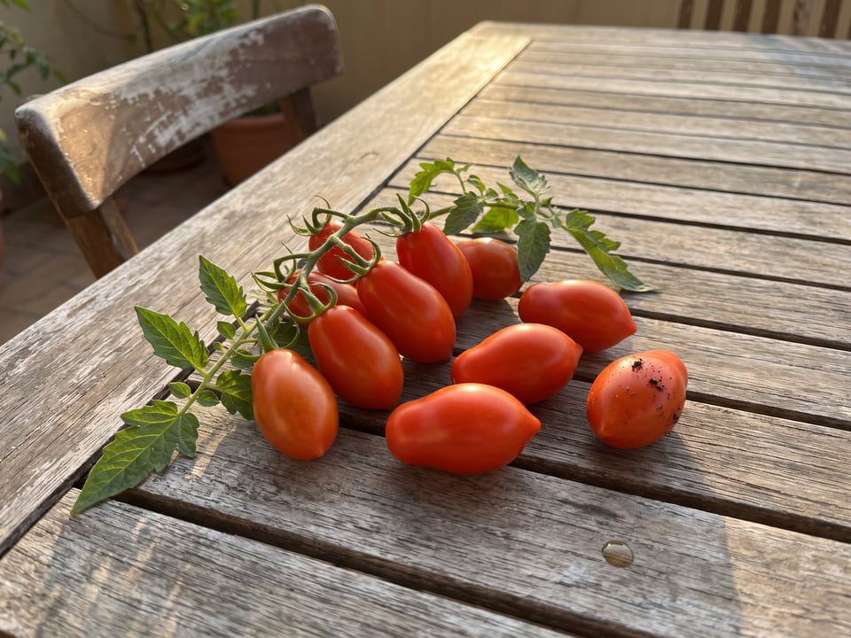 Freshly picked Principe Borghese tomatoes