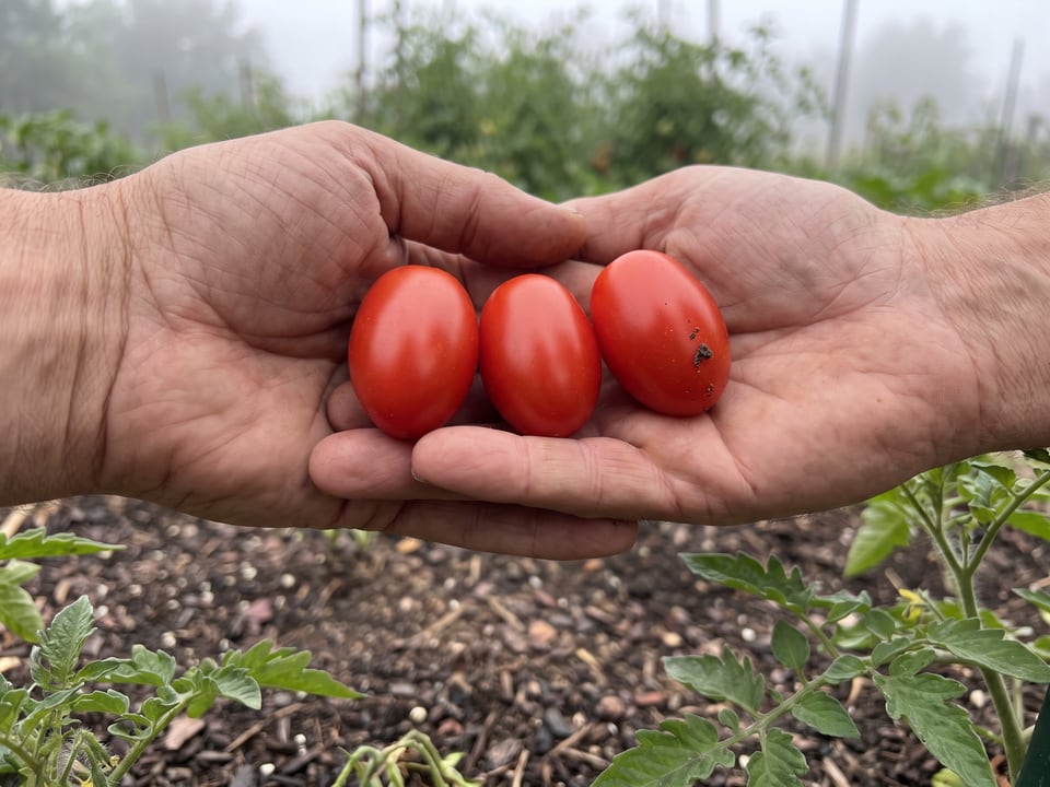 A ripe Principe Borghese tomato held in a gardener's hand