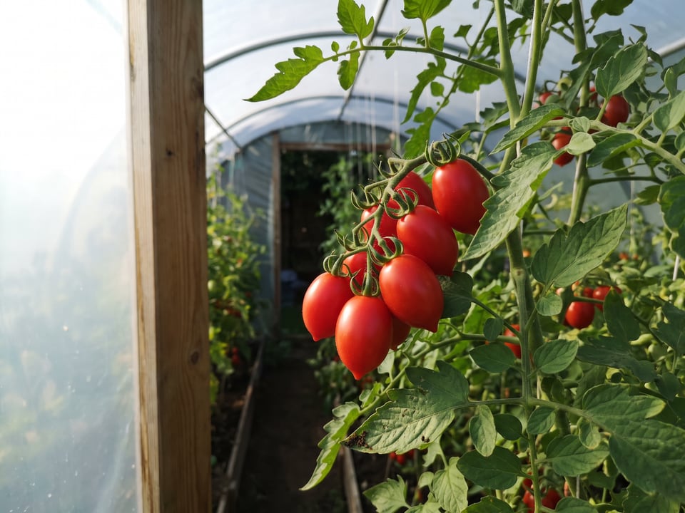 Principe Borghese tomatoes ripening on the vine under cover