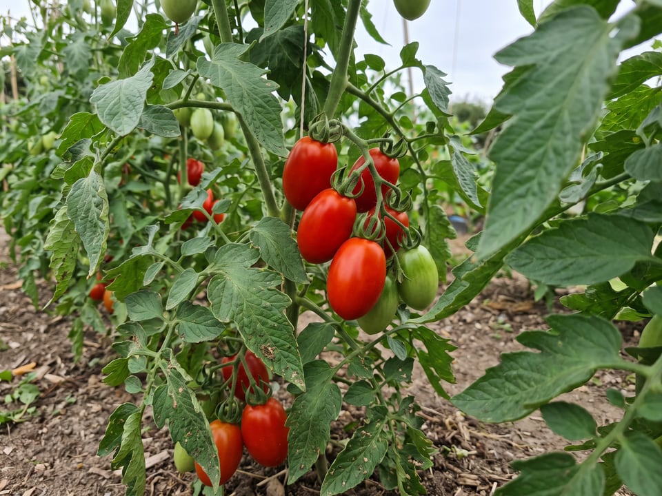 Principe Borghese tomato plant in a garden bed with ripe fruit on the vine