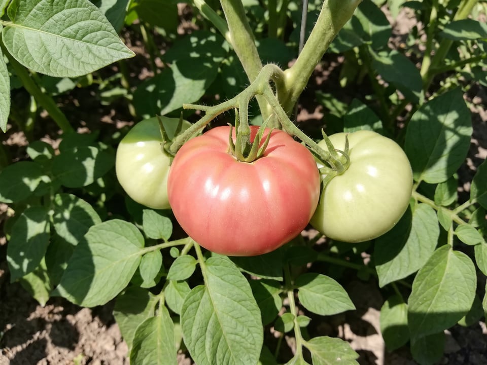 A truss of Pruden's Purple tomatoes