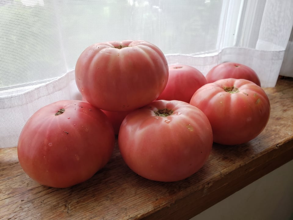 Freshly picked Pruden's Purple tomatoes
