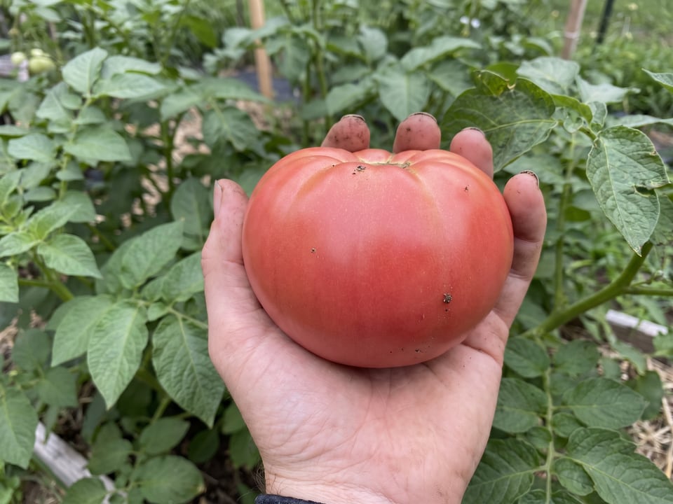 A ripe Pruden's Purple tomato held in a gardener's hand