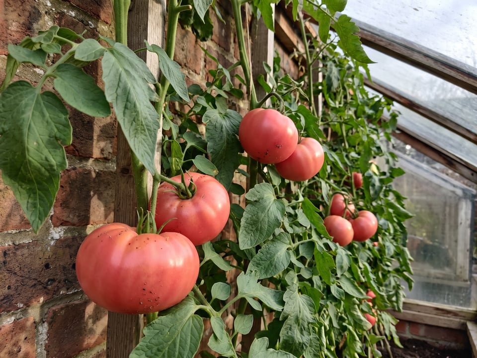 Pruden's Purple tomatoes ripening on the vine under cover