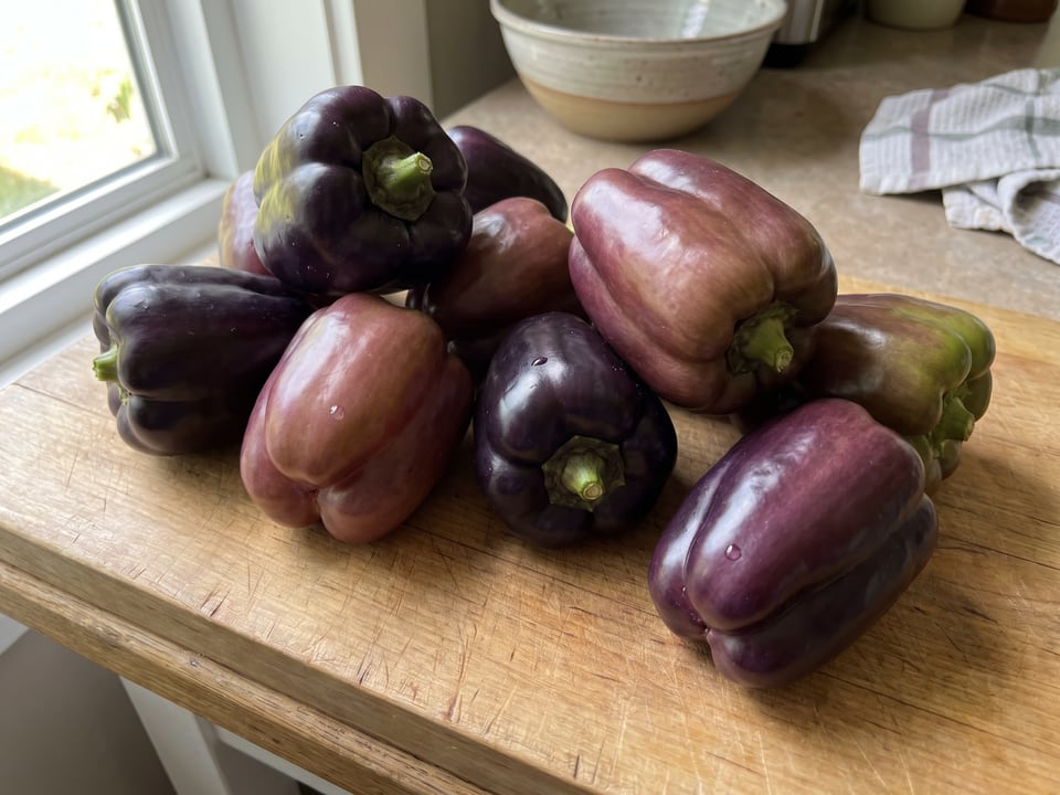 Freshly picked Purple Beauty peppers