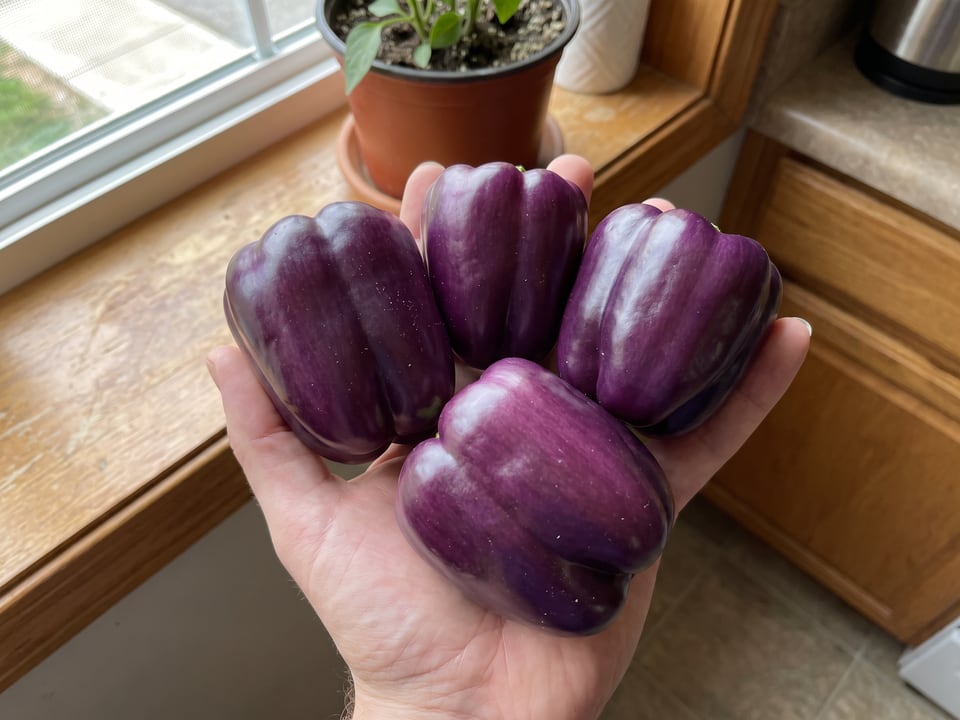 A ripe Purple Beauty pepper pod held in a gardener's hand