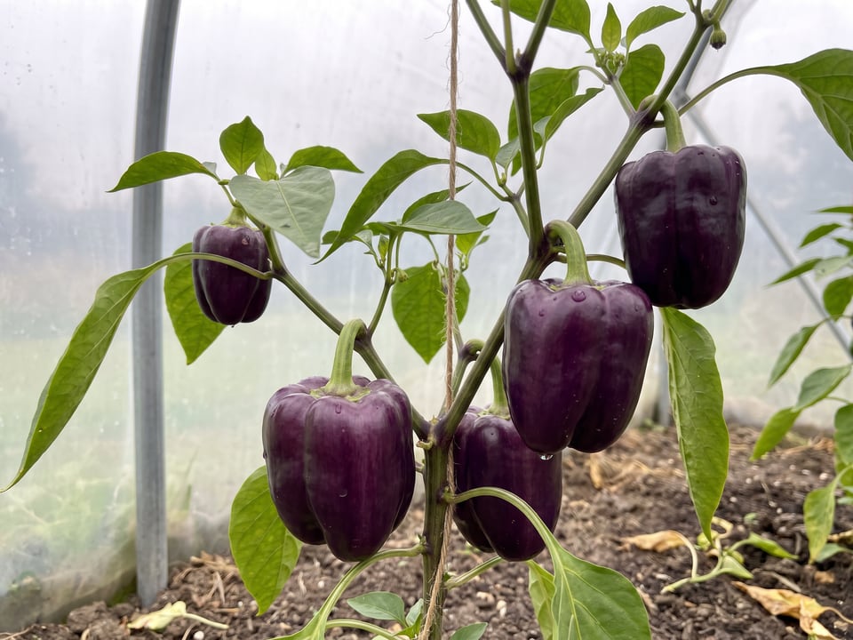 Purple Beauty pepper plant with ripe pods