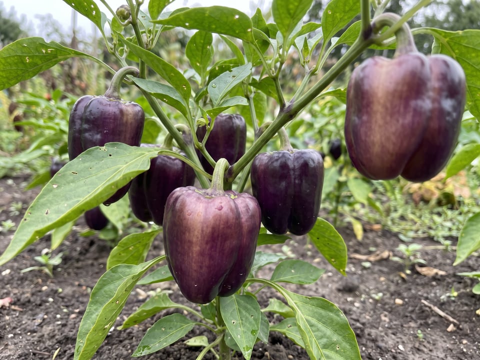 Ripe Purple Beauty pepper pods on the plant