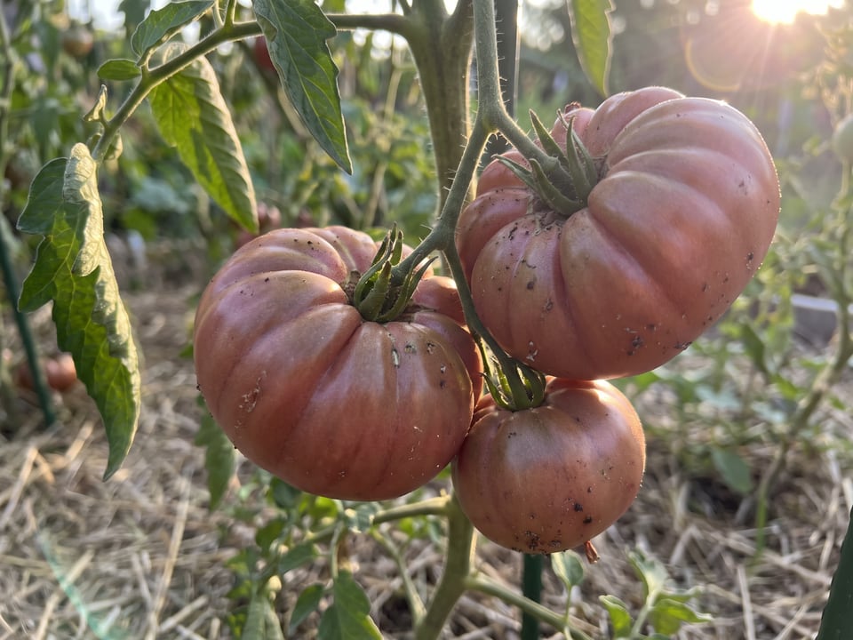 A truss of Purple Calabash tomatoes