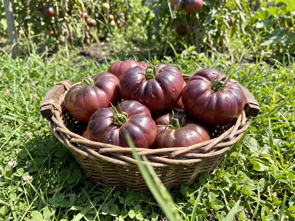 Freshly picked Purple Calabash tomatoes