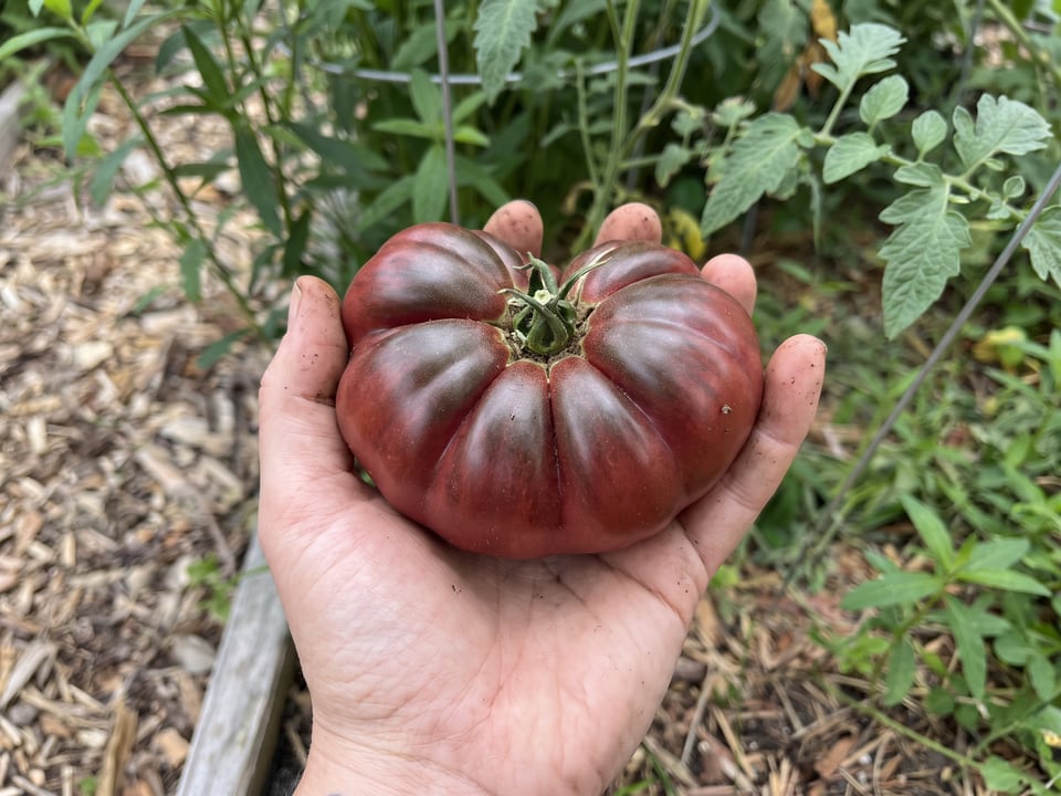 A ripe Purple Calabash tomato held in a gardener's hand