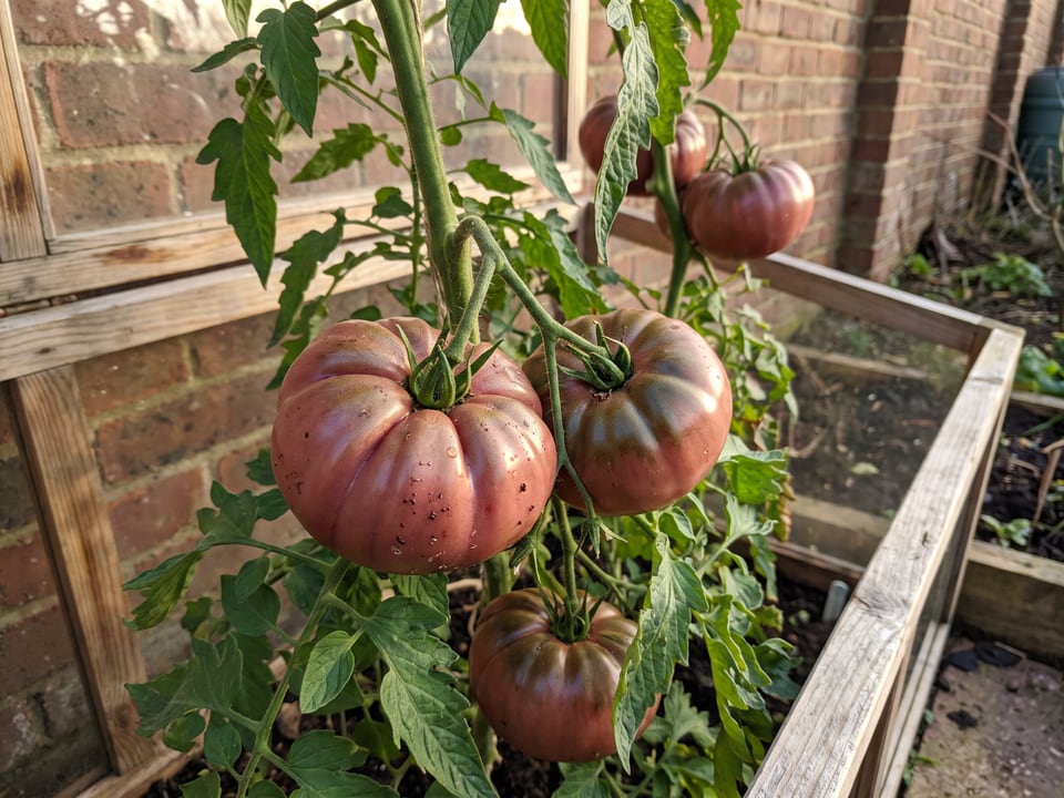 Purple Calabash tomatoes ripening on the vine under cover