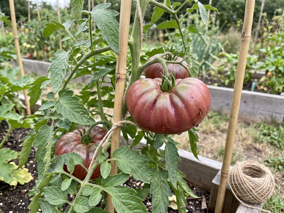 Purple Calabash tomato plant in a garden bed with ripe fruit on the vine