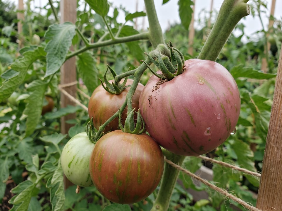 A truss of Purple Zebra tomatoes