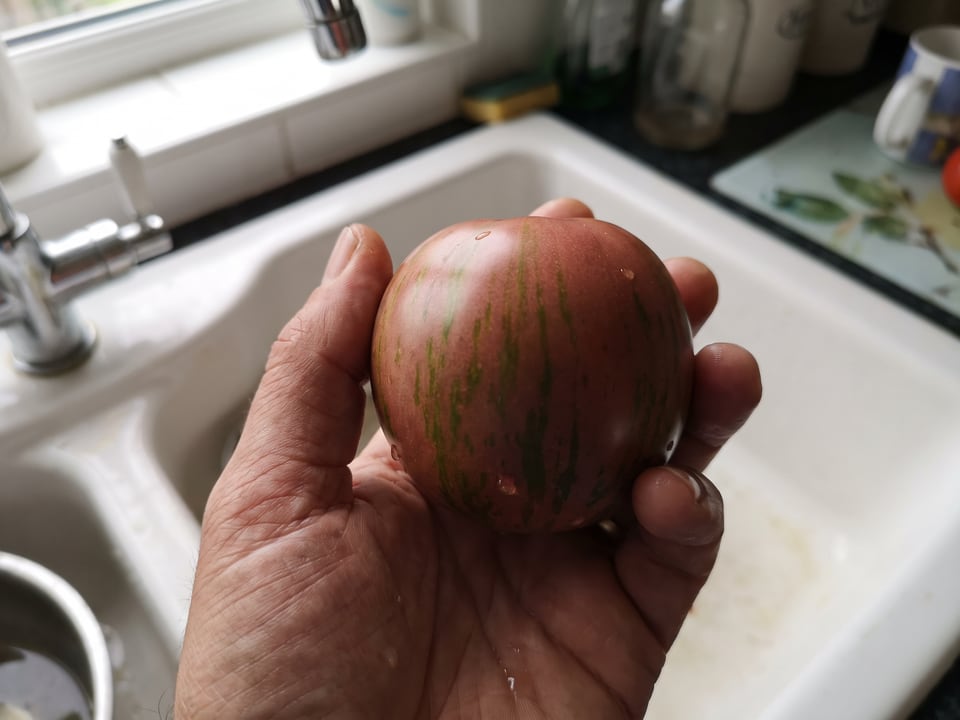 A ripe Purple Zebra tomato held in a gardener's hand
