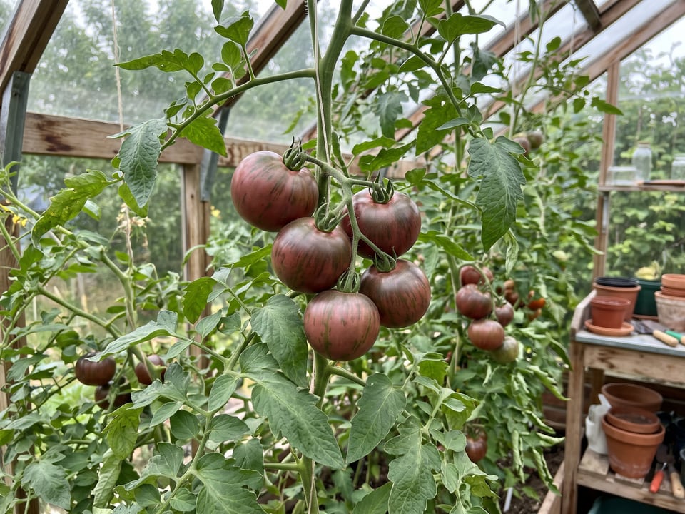 Purple Zebra tomatoes ripening on the vine under cover