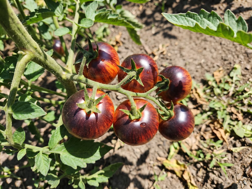 A truss of Queen of the Night tomatoes