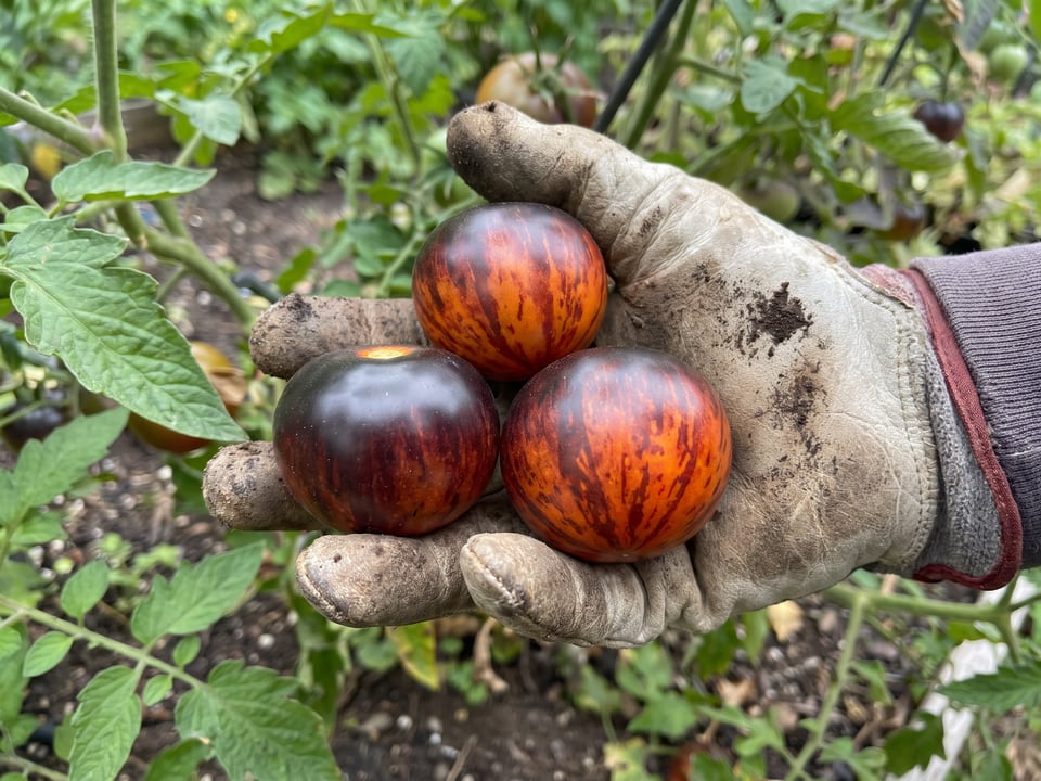 A ripe Queen of the Night tomato held in a gardener's hand
