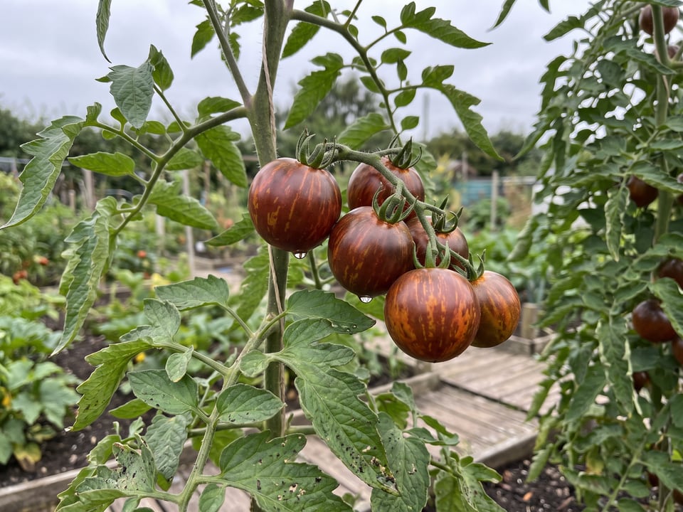 Queen of the Night tomato plant in a garden bed with ripe fruit on the vine