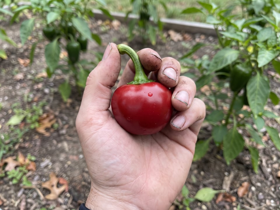 A ripe Red Cherry Sweet pepper pod held in a gardener's hand