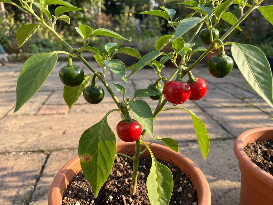 Red Cherry Sweet pepper plant with ripe pods
